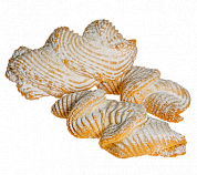 печенье СЖ хворост 1,8кг   (Наслада)  448
